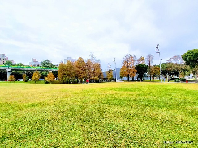 Larix pine & water birds at Big lake garden, Taipei, Taiwan, SJKen, Dec 28, 2021.