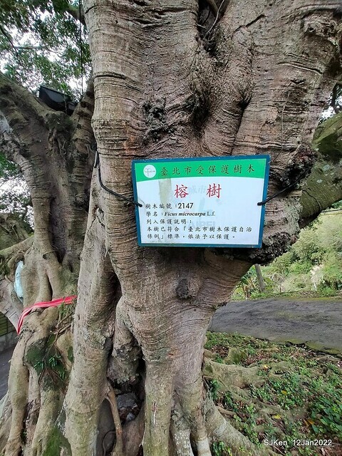 「風尾步道賞櫻」(Cherry blossoms at Windtail, Yangming mountain, Taipei, Taiwan, SJKen, Jan 12, 2022.