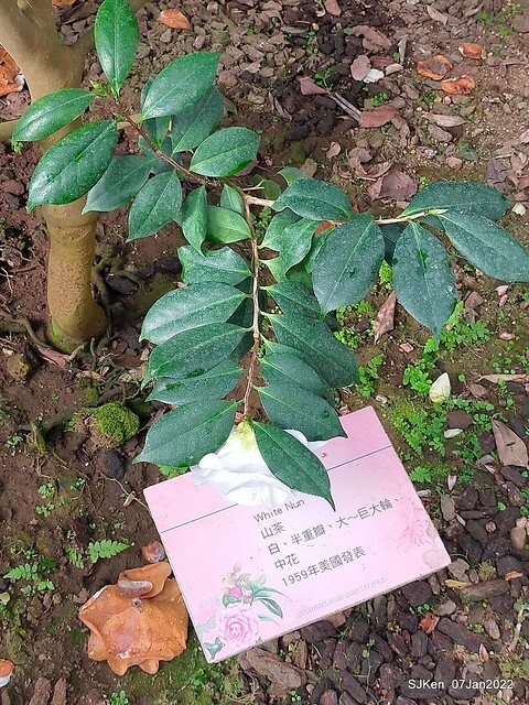 2022「花IN台北」台北花季花卉試驗中心茶花展(2022 Camillia exhibition), Taipei, Taiwan, SJKen,Jan 7,  2022.