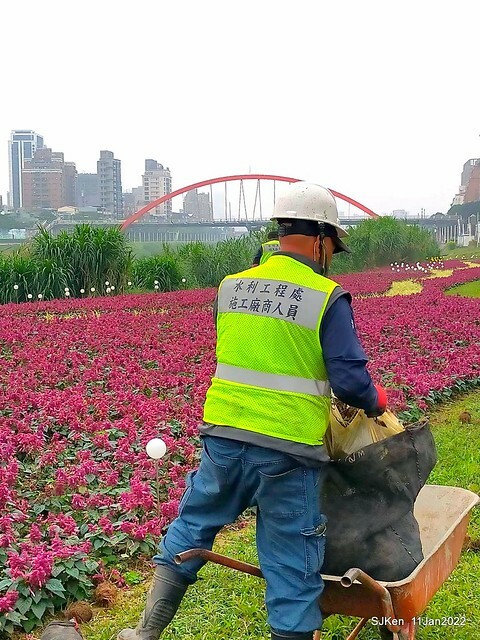 成美左岸河濱公園花海(Flower blossoms of Cheng-Me riverbank garden), Taipei, Taiwan, SJKen, Jan 11, 2022.