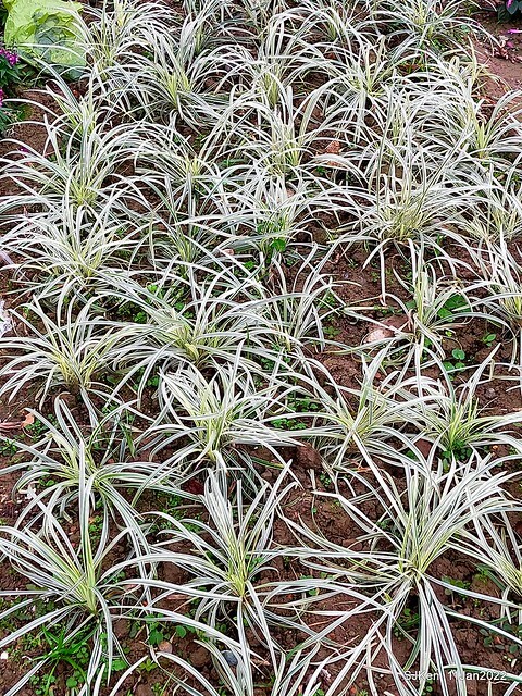 成美左岸河濱公園花海(Flower blossoms of Cheng-Me riverbank garden), Taipei, Taiwan, SJKen, Jan 11, 2022.