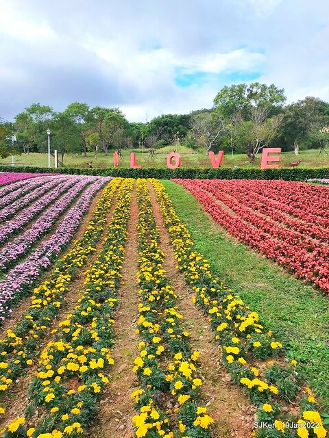 Park blossoms at「 北投社三層崎公園」, Taipei, Taiwan, SJKen, Jan 19, 2022.