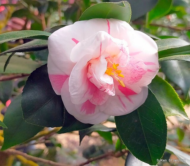 2022「花IN台北」台北花季花卉試驗中心茶花展(2022 Camillia exhibition), Taipei, Taiwan, SJKen,Jan 7,  2022.