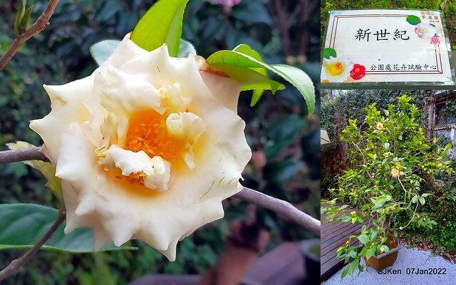 2022「花IN台北」台北花季花卉試驗中心茶花展(2022 Camillia exhibition), Taipei, Taiwan, SJKen,Jan 7,  2022.