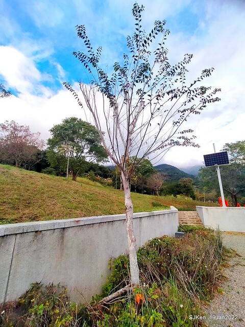 Park blossoms at「 北投社三層崎公園」, Taipei, Taiwan, SJKen, Jan 19, 2022.