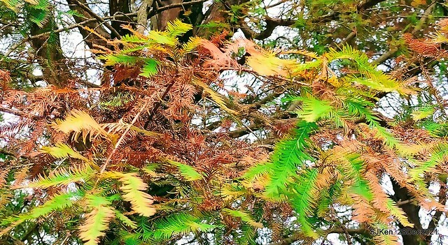 Larix pine & water birds at Big lake garden, Taipei, Taiwan, SJKen, Dec 28, 2021.