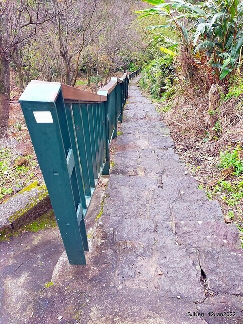 「風尾步道賞櫻」(Cherry blossoms at Windtail, Yangming mountain, Taipei, Taiwan, SJKen, Jan 12, 2022.