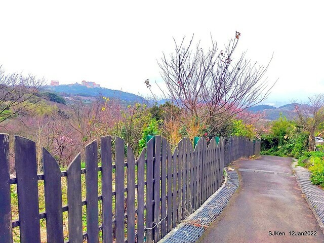「風尾步道賞櫻」(Cherry blossoms at Windtail, Yangming mountain, Taipei, Taiwan, SJKen, Jan 12, 2022.