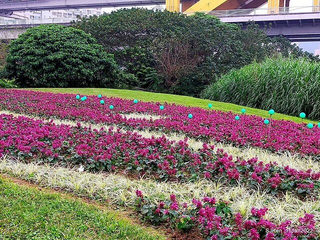 成美左岸河濱公園花海(Flower blossoms of Cheng-Me riverbank garden), Taipei, Taiwan, SJKen, Jan 11, 2022.