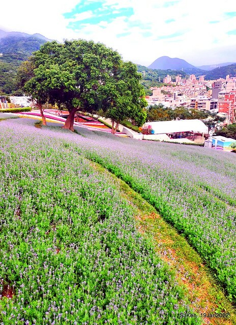 Park blossoms at「 北投社三層崎公園」, Taipei, Taiwan, SJKen, Jan 19, 2022.