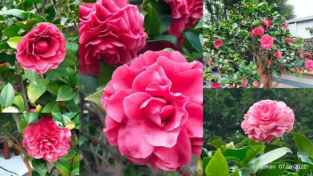 2022「花IN台北」台北花季花卉試驗中心茶花展(2022 Camillia exhibition), Taipei, Taiwan, SJKen,Jan 7,  2022.