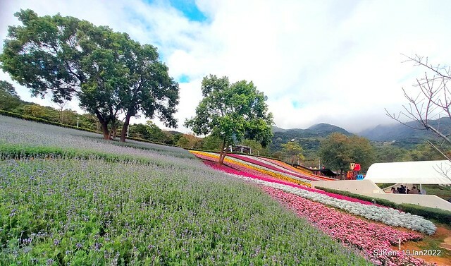 Park blossoms at「 北投社三層崎公園」, Taipei, Taiwan, SJKen, Jan 19, 2022.