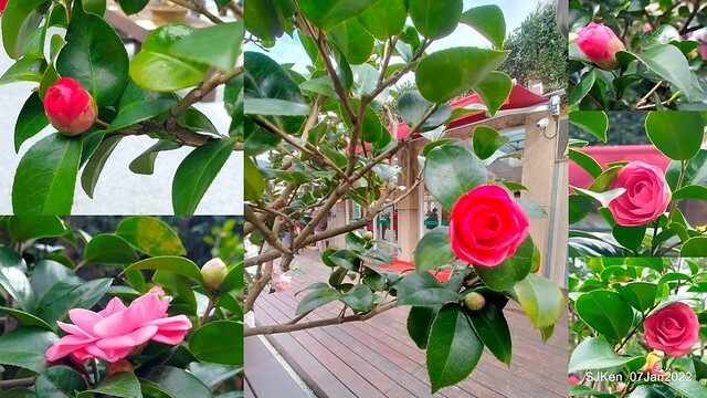 2022「花IN台北」台北花季花卉試驗中心茶花展(2022 Camillia exhibition), Taipei, Taiwan, SJKen,Jan 7,  2022.