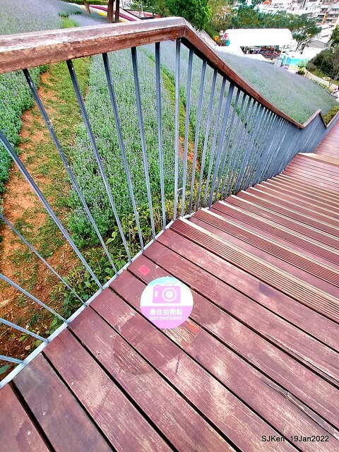 Park blossoms at「 北投社三層崎公園」, Taipei, Taiwan, SJKen, Jan 19, 2022.