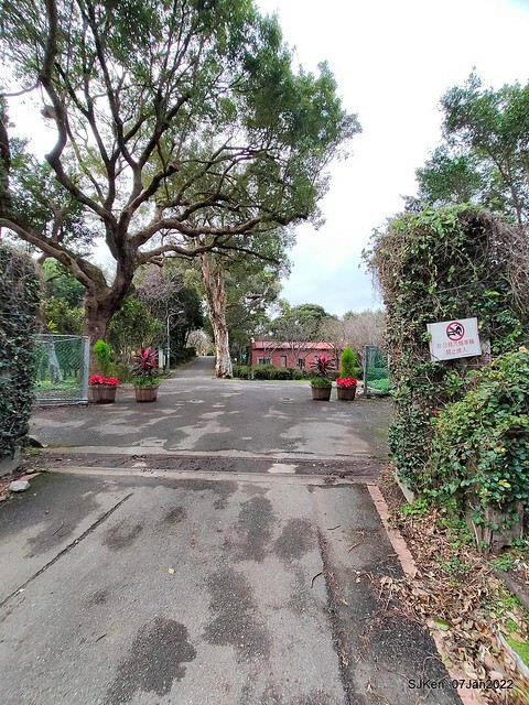 2022「花IN台北」台北花季花卉試驗中心茶花展(2022 Camillia exhibition), Taipei, Taiwan, SJKen,Jan 7,  2022.