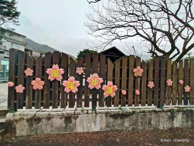「風尾步道賞櫻」(Cherry blossoms at Windtail, Yangming mountain, Taipei, Taiwan, SJKen, Jan 12, 2022.