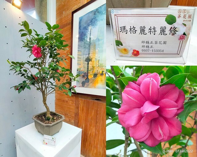2022「花IN台北」台北花季花卉試驗中心茶花展(2022 Camillia exhibition), Taipei, Taiwan, SJKen,Jan 7,  2022.