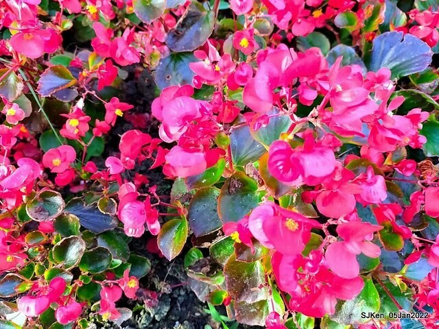 延平河濱公園花海(Flower blossoms of Yan-ping riverbank garden), Taipei, Taiwan, SJKen, Jan 5, 2022.