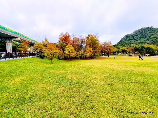 Larix pine & water birds at Big lake garden, Taipei, Taiwan, SJKen, Dec 28, 2021.
