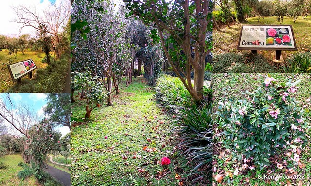 2022「花IN台北」台北花季花卉試驗中心茶花展(2022 Camillia exhibition), Taipei, Taiwan, SJKen,Jan 7,  2022.