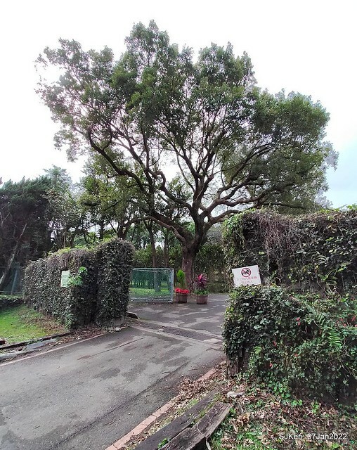 2022「花IN台北」台北花季花卉試驗中心茶花展(2022 Camillia exhibition), Taipei, Taiwan, SJKen,Jan 7,  2022.