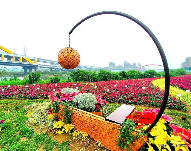 成美左岸河濱公園花海(Flower blossoms of Cheng-Me riverbank garden), Taipei, Taiwan, SJKen, Jan 11, 2022.