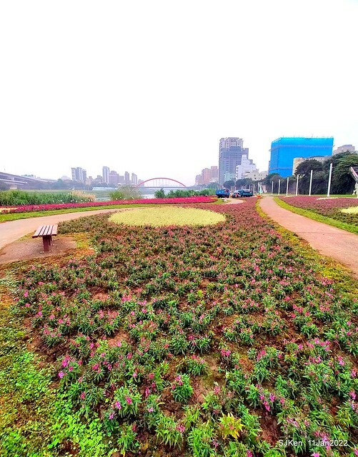 成美左岸河濱公園花海(Flower blossoms of Cheng-Me riverbank garden), Taipei, Taiwan, SJKen, Jan 11, 2022.
