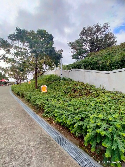 Park blossoms at「 北投社三層崎公園」, Taipei, Taiwan, SJKen, Jan 19, 2022.
