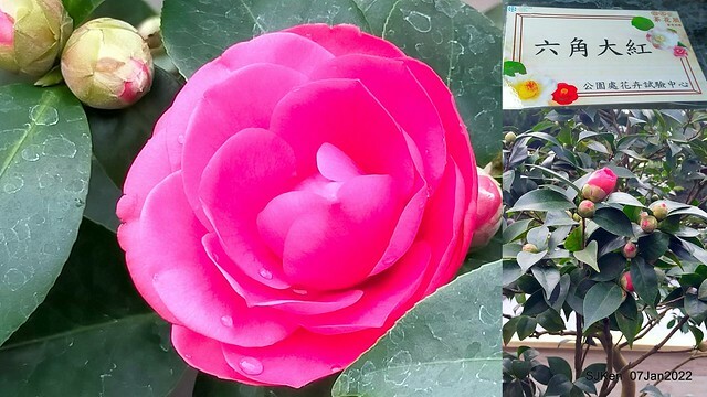 2022「花IN台北」台北花季花卉試驗中心茶花展(2022 Camillia exhibition), Taipei, Taiwan, SJKen,Jan 7,  2022.