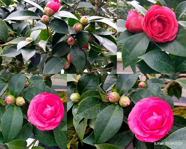 2022「花IN台北」台北花季花卉試驗中心茶花展(2022 Camillia exhibition), Taipei, Taiwan, SJKen,Jan 7,  2022.