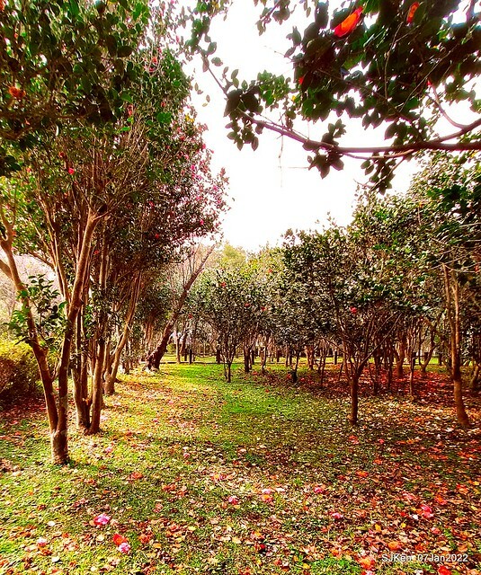 2022「花IN台北」台北花季花卉試驗中心茶花展(2022 Camillia exhibition), Taipei, Taiwan, SJKen,Jan 7,  2022.