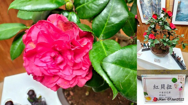2022「花IN台北」台北花季花卉試驗中心茶花展(2022 Camillia exhibition), Taipei, Taiwan, SJKen,Jan 7,  2022.