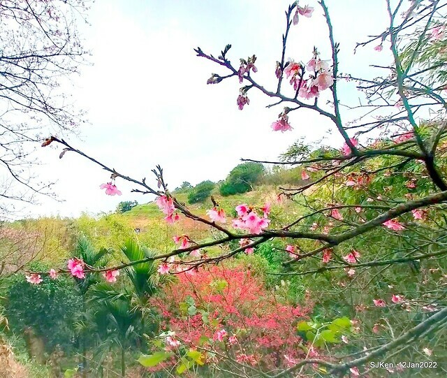 「風尾步道賞櫻」(Cherry blossoms at Windtail, Yangming mountain, Taipei, Taiwan, SJKen, Jan 12, 2022.