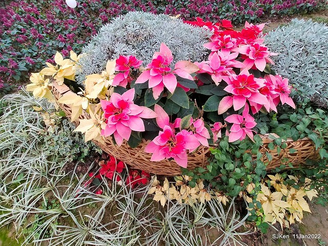 成美左岸河濱公園花海(Flower blossoms of Cheng-Me riverbank garden), Taipei, Taiwan, SJKen, Jan 11, 2022.