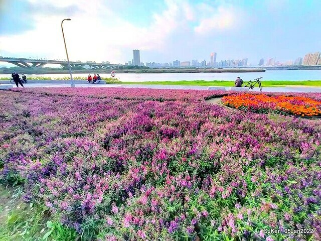 延平河濱公園花海(Flower blossoms of Yan-ping riverbank garden), Taipei, Taiwan, SJKen, Jan 5, 2022.