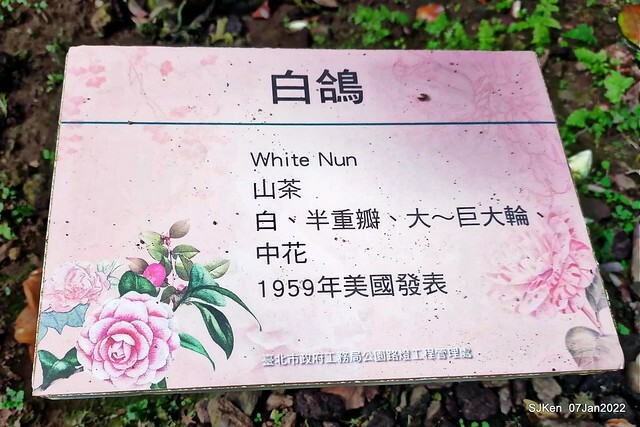 2022「花IN台北」台北花季花卉試驗中心茶花展(2022 Camillia exhibition), Taipei, Taiwan, SJKen,Jan 7,  2022.