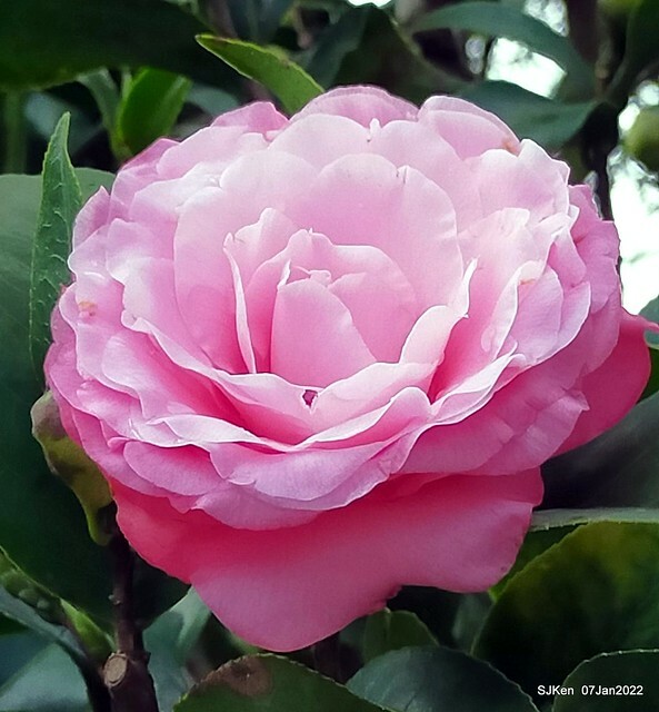 2022「花IN台北」台北花季花卉試驗中心茶花展(2022 Camillia exhibition), Taipei, Taiwan, SJKen,Jan 7,  2022.