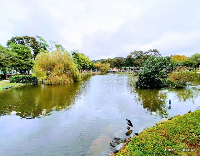 Larix pine & water birds at Big lake garden, Taipei, Taiwan, SJKen, Dec 28, 2021.