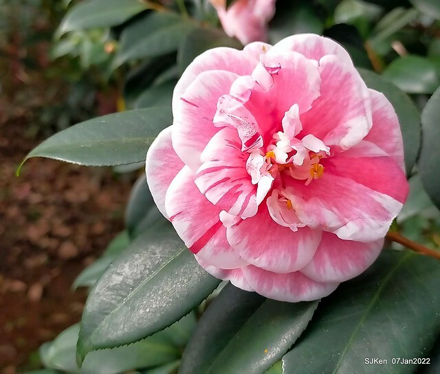 2022「花IN台北」台北花季花卉試驗中心茶花展(2022 Camillia exhibition), Taipei, Taiwan, SJKen,Jan 7,  2022.