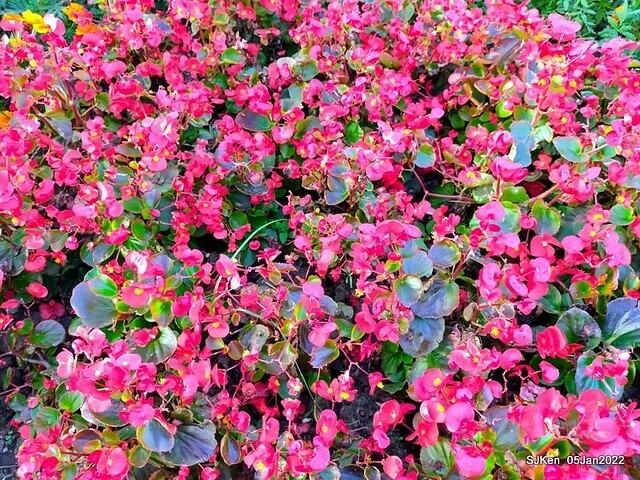 延平河濱公園花海(Flower blossoms of Yan-ping riverbank garden), Taipei, Taiwan, SJKen, Jan 5, 2022.
