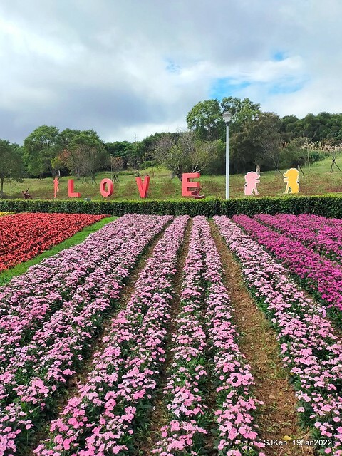 Park blossoms at「 北投社三層崎公園」, Taipei, Taiwan, SJKen, Jan 19, 2022.