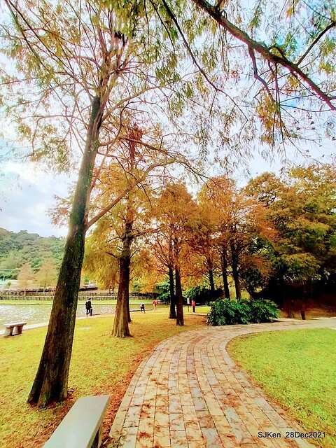 Larix pine & water birds at Big lake garden, Taipei, Taiwan, SJKen, Dec 28, 2021.