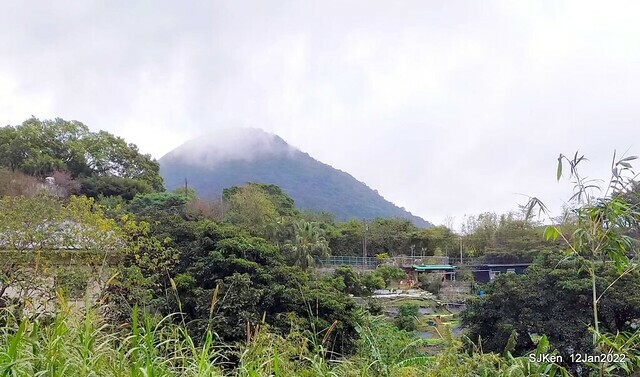 「風尾步道賞櫻」(Cherry blossoms at Windtail, Yangming mountain, Taipei, Taiwan, SJKen, Jan 12, 2022.