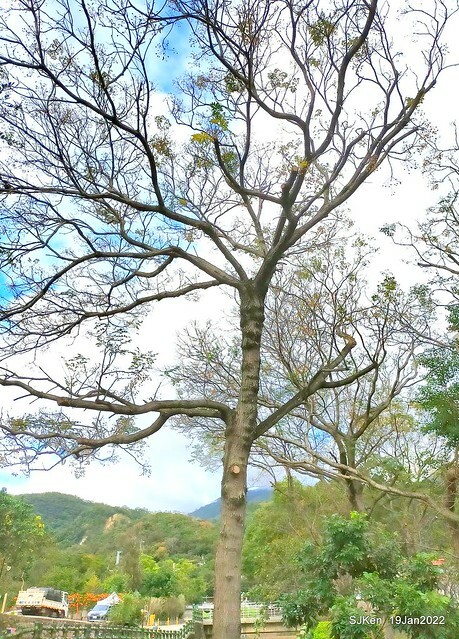 Park blossoms at「 北投社三層崎公園」, Taipei, Taiwan, SJKen, Jan 19, 2022.