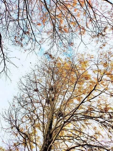Larix pine & water birds at Big lake garden, Taipei, Taiwan, SJKen, Dec 28, 2021.