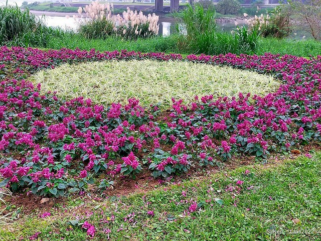 成美左岸河濱公園花海(Flower blossoms of Cheng-Me riverbank garden), Taipei, Taiwan, SJKen, Jan 11, 2022.