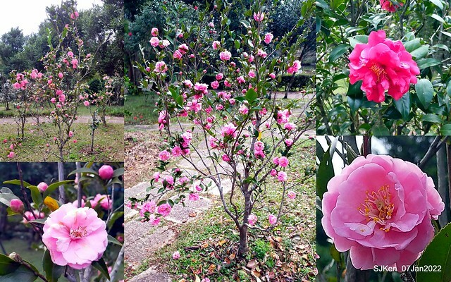2022「花IN台北」台北花季花卉試驗中心茶花展(2022 Camillia exhibition), Taipei, Taiwan, SJKen,Jan 7,  2022.