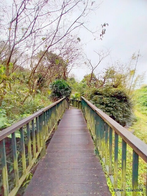 「風尾步道賞櫻」(Cherry blossoms at Windtail, Yangming mountain, Taipei, Taiwan, SJKen, Jan 12, 2022.