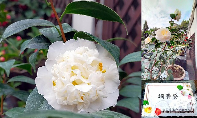 2022「花IN台北」台北花季花卉試驗中心茶花展(2022 Camillia exhibition), Taipei, Taiwan, SJKen,Jan 7,  2022.