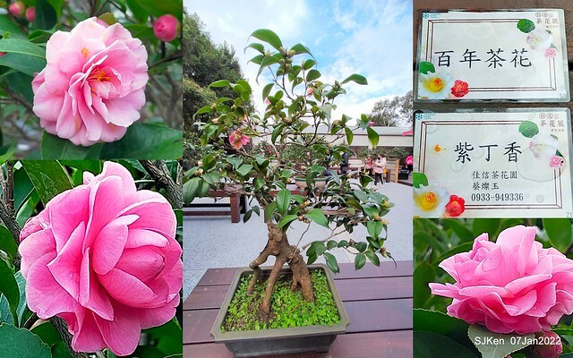 2022「花IN台北」台北花季花卉試驗中心茶花展(2022 Camillia exhibition), Taipei, Taiwan, SJKen,Jan 7,  2022.